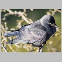 2017 3rd Derrick Stow- jackdaw